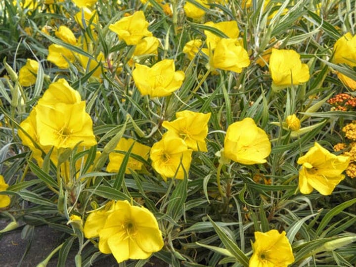 Oenothera 'Evening Sun' evening primrose with large bright yellow flowers above variegated silver-green foliage