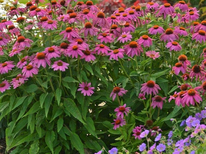 Echinacea 'PowWow Wildberry' coneflowers with vivid magenta-purple petals and orange centers in a garden bed