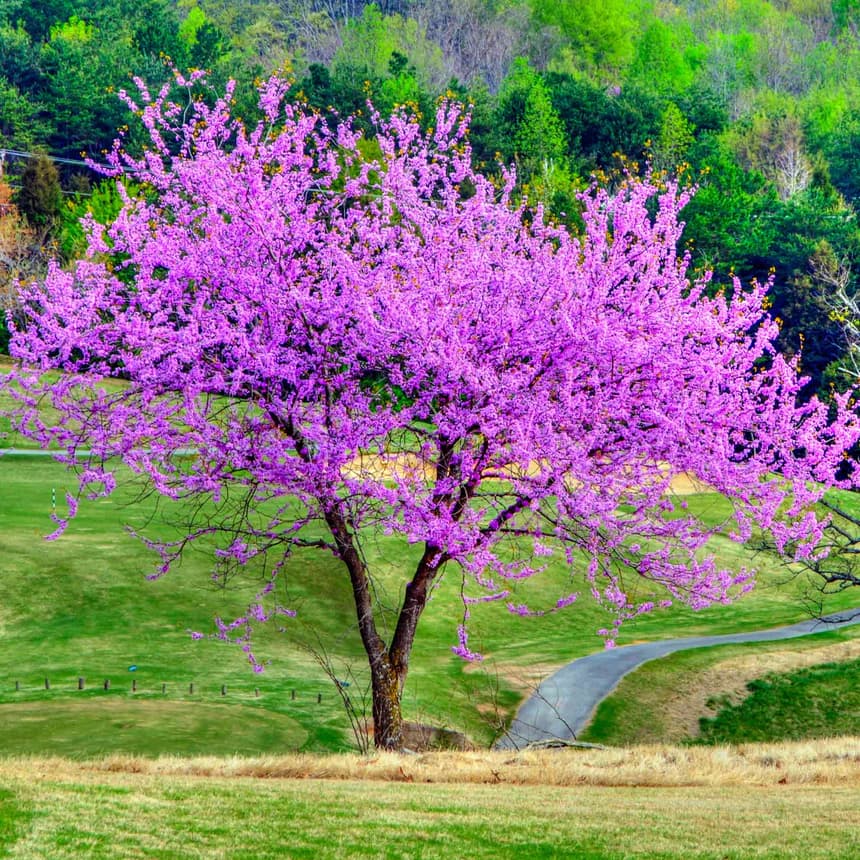 Eastern redbud in full pink-purple spring bloom