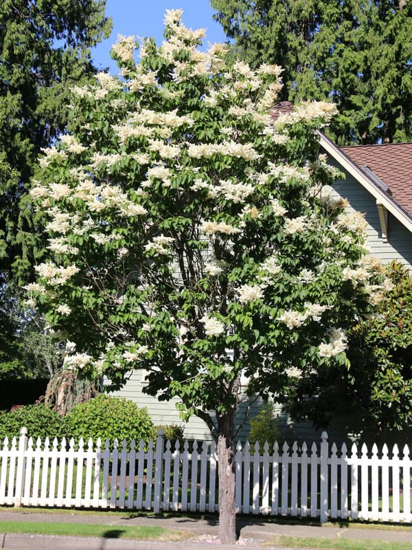 Japanese tree lilac with creamy white flower clusters in summer