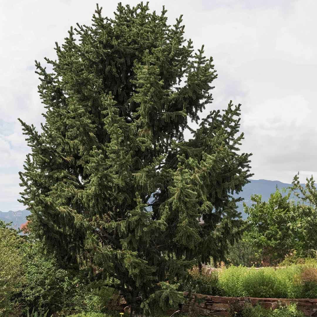 Bristlecone pine with dense dark green needles in a mountain landscape