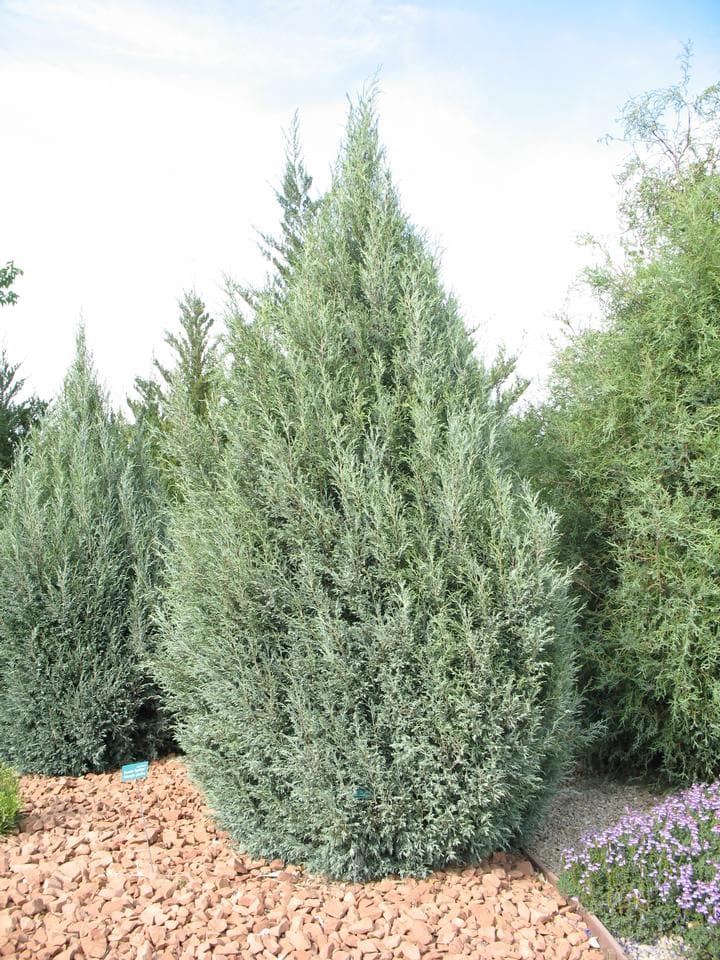 Rocky Mountain juniper with silvery-green foliage in a xeric bed