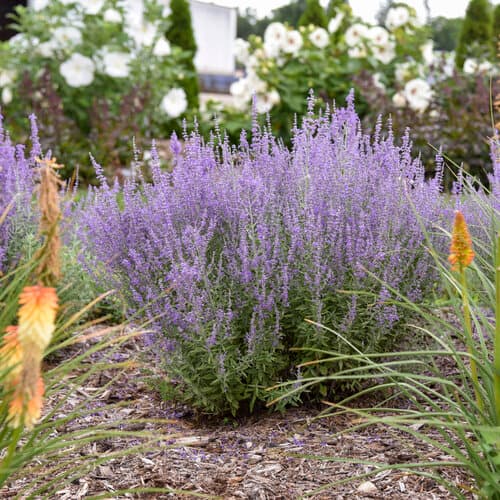 Russian sage in bloom with airy purple flower spikes