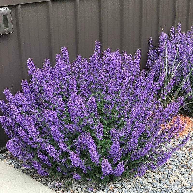 'Walker's Low' catmint forming a dense mound of purple flowers