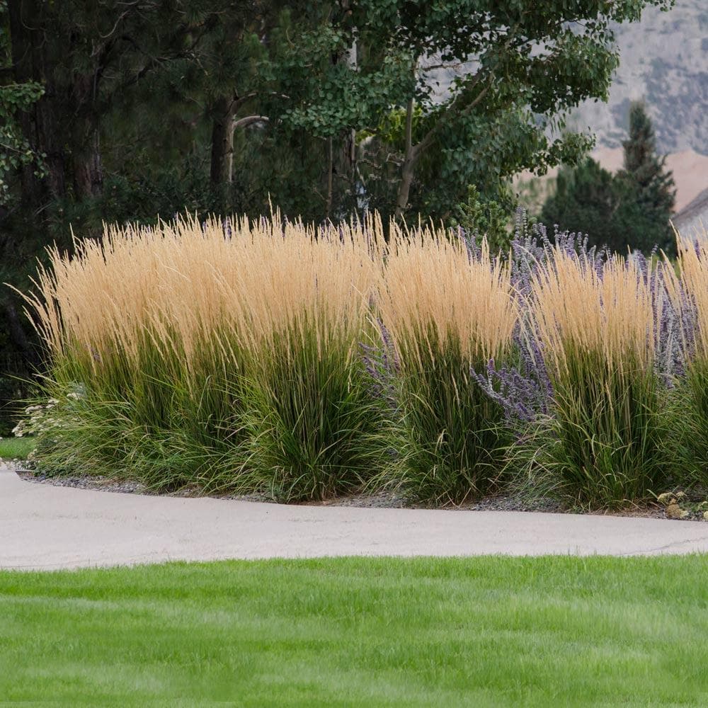 'Karl Foerster' reed grass in a Wasatch-front planting bed