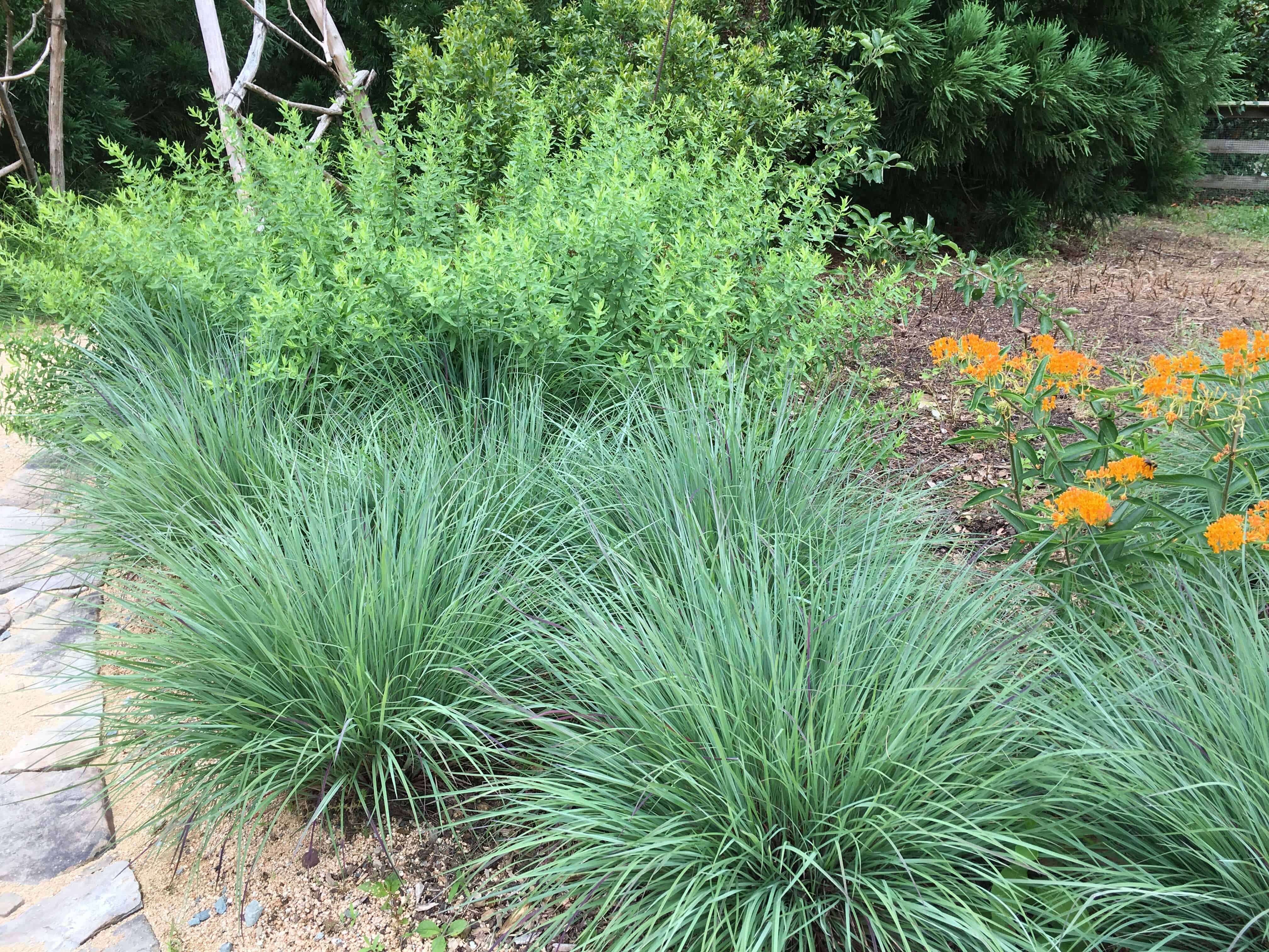 Little bluestem with fine blue-green blades alongside butterfly weed